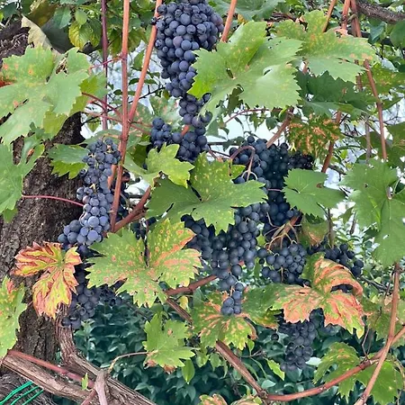 Panzió Campo Della Corte 3*